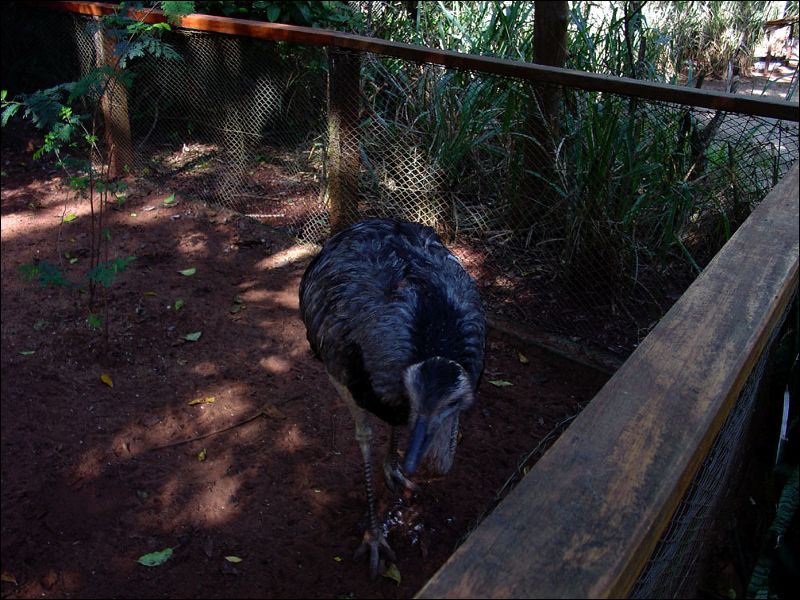 gal/holiday/Brazil 2005 - Foz do Iguacu Birds Sanctuary/Bird_Sanctuary_Iguacu_DSC07145.jpg